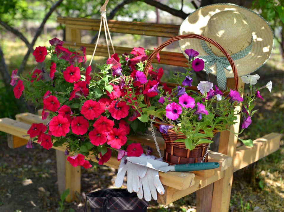 ������� ��������� �������