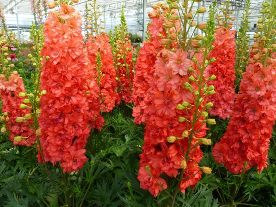 ����������: �������, ������� ������� ��������� ���� ������������ ������