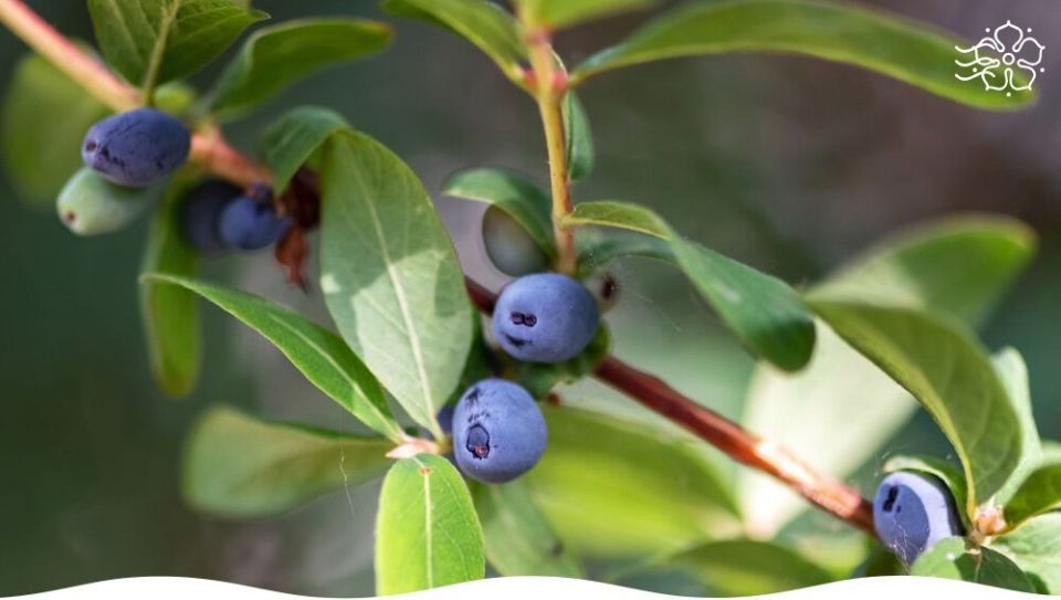 ������ ����� ��������� ��� ������ ����