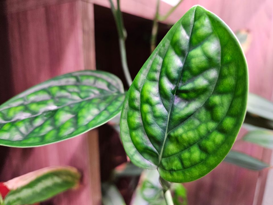 ��������� ��������� �������� ��� ����������: �������� ������� ������