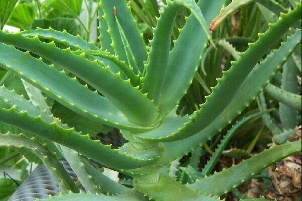 ���� �����������: �������� �������� � ������� ��� ��������