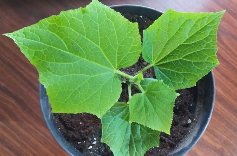 Зимние огурцы на подоконнике: лучшие сорта для уютного выращивания