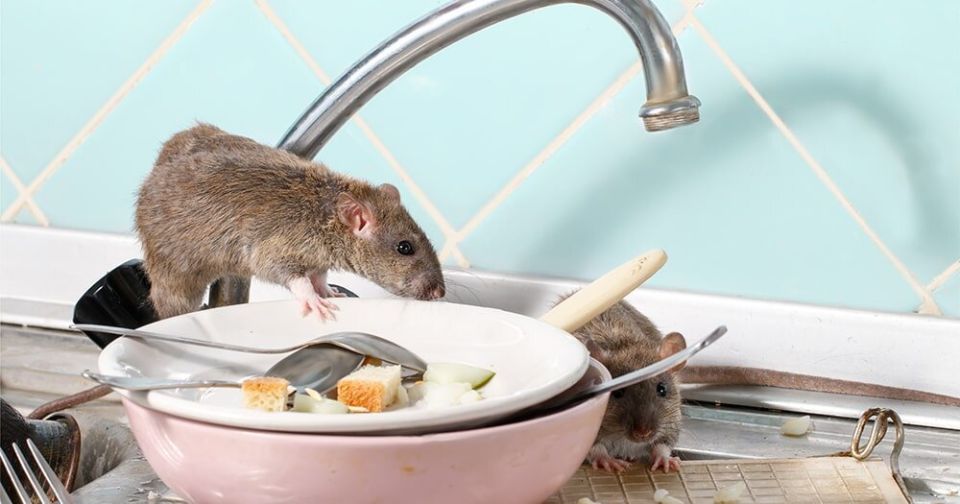 Как успешно побороть крыс: эффективные методы и советы