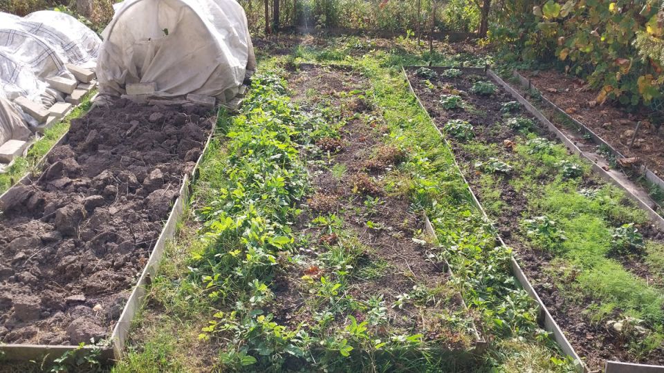 ������ ��� ������ ������: ������� ������� �������