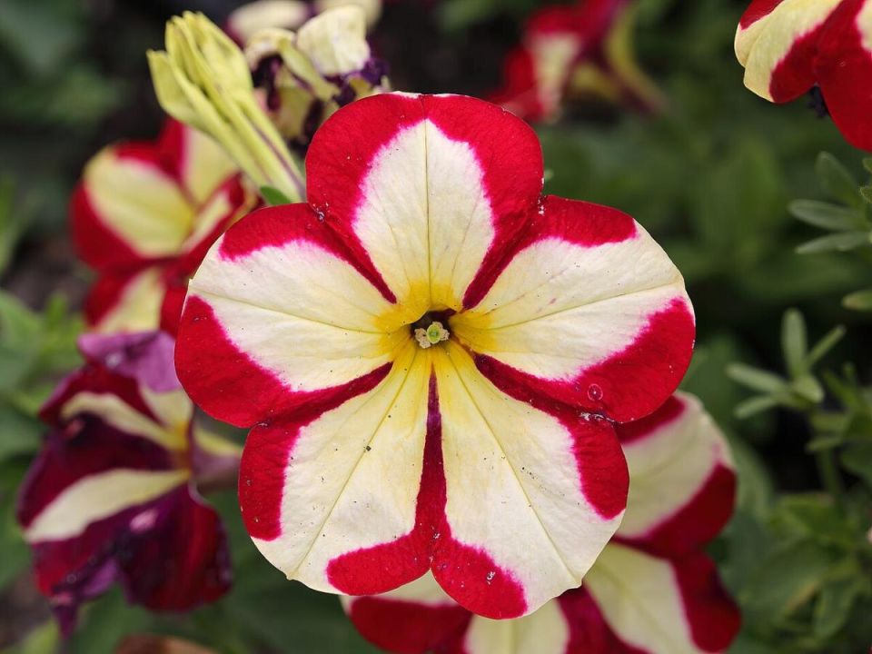 Секреты выращивания ампельной петунии: как достичь безупречного цветения