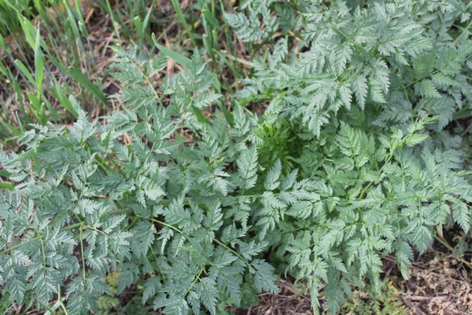 Опасный сорняк на даче: как распознать и предотвратить вред от кокорыша