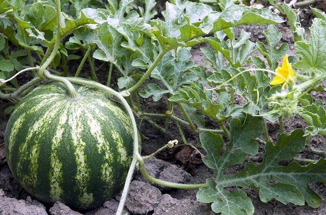 ��� ��������� ������� � ������� ������: ������� �� �������� ������