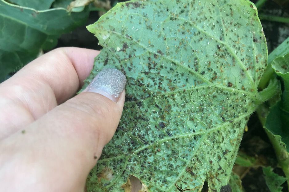 Как быстро избавиться от тли на огурцах и наслаждаться урожаем
