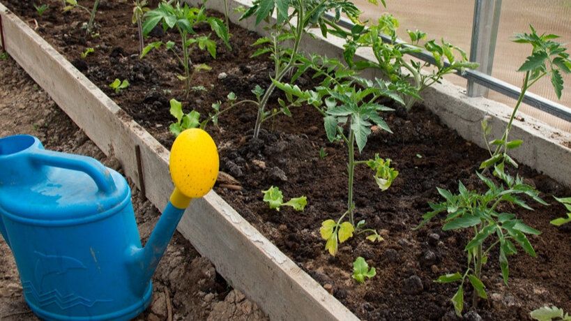 Эффективные советы по подкормке томатов: как добиться отличного урожая